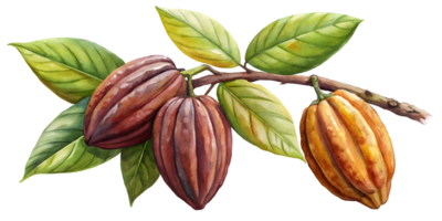 genomacacao